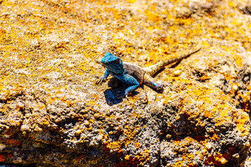 Southern Rock Agama, or Agama Atra, with its blue metallic colered head on a colorful yellow-orange...