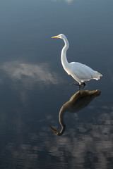 Heron Reflection