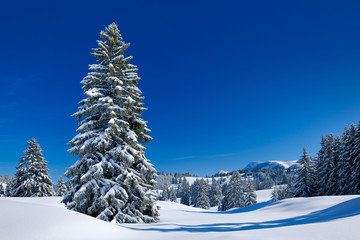 Winter Landscape, Spruce Tree Forest Covered by Snow, Allgäu, Bavaria, Germany