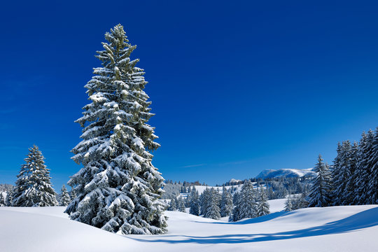 Winter Landscape, Spruce Tree Forest Covered by Snow, Allgäu, Bavaria, Germany © AVTG