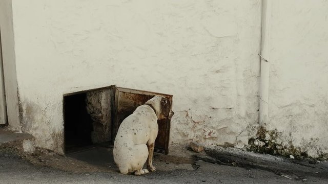 Yard speckled dog ( mongrel, cross between dalmatina) freezes in circuit and does not perform task of protecting, bed safeguard
