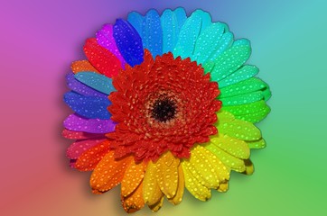 Multi colored Petals of Gerbera Flower