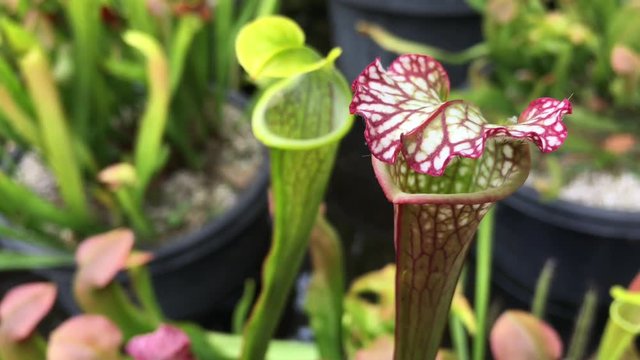Sarracenia plant carnivorous flytrap plant. Nature background. Copy space