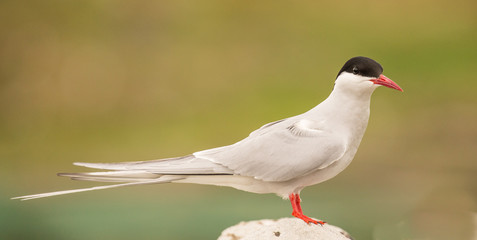 Arctis Tern