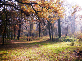 Fototapeta premium Autumn forest in morning forest