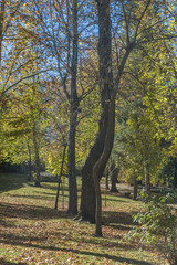 Parque Cipriano Gerónimo en otoño (El Espinar)