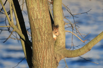 furry red squirrel in the park