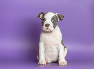 Portrait of a small puppy Staffordshire Terrier