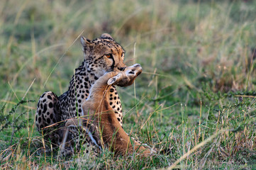 Cheetah with gazelle kill
