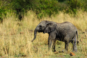 Elephants photos, royalty-free images, graphics, vectors & videos ...