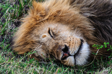 Sleeping lion close up