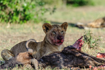 Lion eating kill