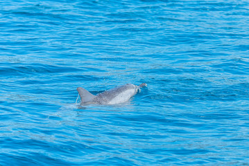 Fototapeta premium Spinner dolphin swimming in Pacific ocean, turquoise sea 