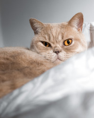 British shorthair, um gato lindo