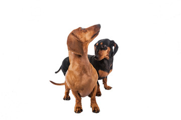 Two dachshund dog  over white background