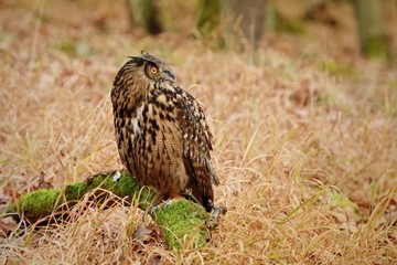 Image of horned owl from the side sitting on piece of wood covered by green moss and looking up with dry grass in the background