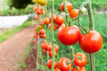 Ripe organic tomatoes in garden ready to harvest, Fresh tomatoes