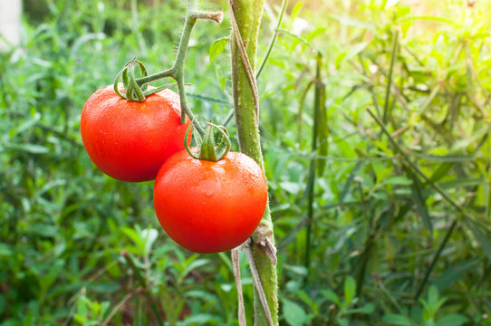 Ripe organic tomatoes in garden ready to harvest, Fresh tomatoes