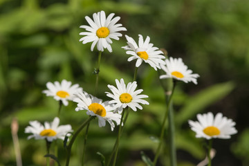 white daisies in summer