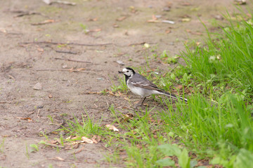 wagtail with an insect in its beak