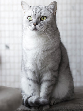 Gato sentado, british shorthair