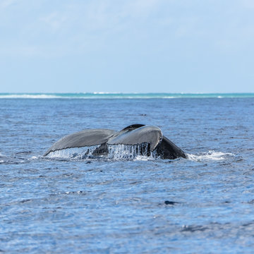 Humpback whale swimming in the Pacific Ocean, tail of the whale diving 
