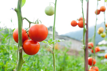 Ripe organic tomatoes in garden ready to harvest, Fresh tomatoes
