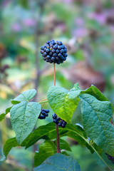 Prickly eleutherococcus or Wild pepper.