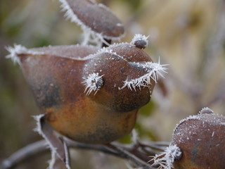 Metallvogel im Winter