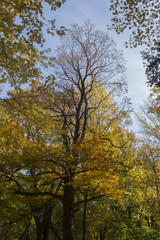 Fototapeta premium Arbre en automne