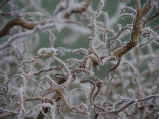 Korkenzieherstrauch im Winter