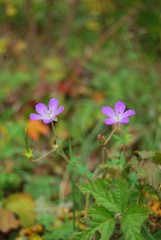Fototapeta premium flowers
