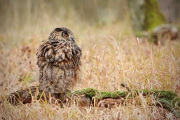 Image of horned owl from the side sitting on piece of wood covered by green moss and watching the...