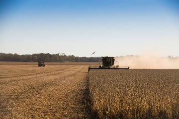 Fototapeta premium soy bean agriculture