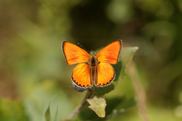 Scarce copper butterfly, Lycaena virgaureae
