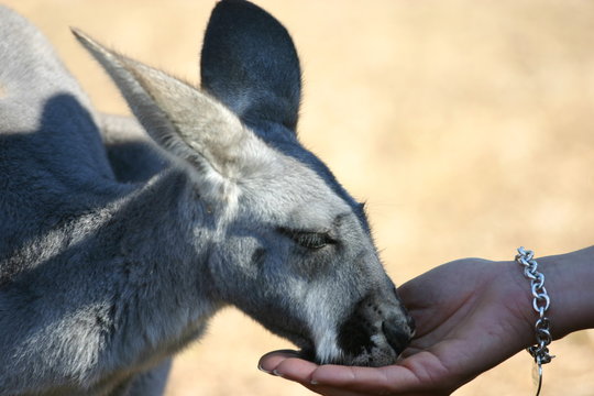 Canguro