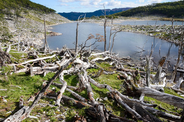 Damage made by beavers and beaver dam in Dientes de Navarino, Isla Navarino, Chile