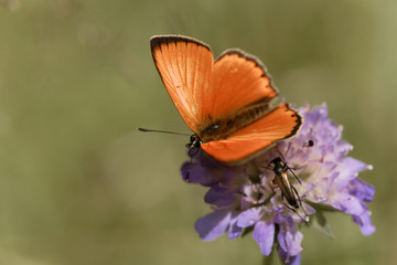 Scarce copper butterfly, Lycaena virgaureae