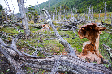 Fallen trees and the damage made by beavers in Dientes de Navarino, Isla Navarino, Chile