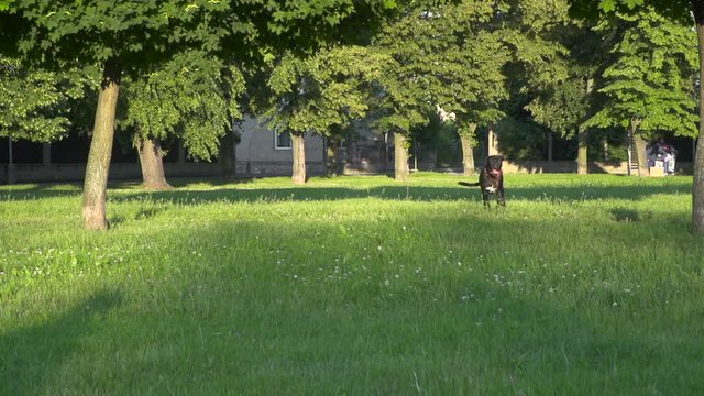Young pet Dog Cane corso runing inclow motion in park