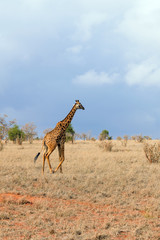 Lonely Giraffe in the Savannah