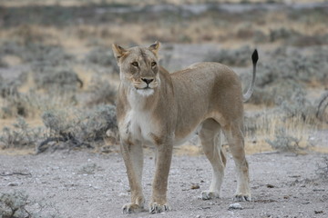 Naklejka na ściany i meble Wild lioness at Etosha National Park, Namibia