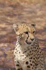 Friendly looking cheetah