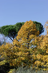autumn foliage