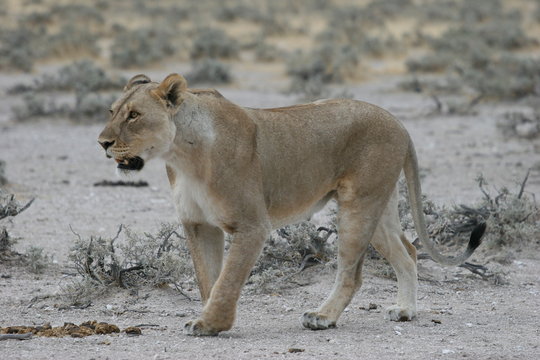 Wild lioness at Etosha National Park, Namibia