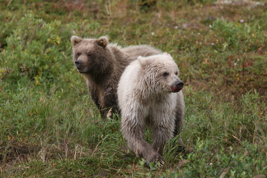 Two little cute white and brown grizzly bears in Alaska