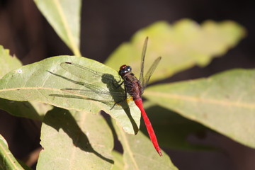 closeup of dragon-fly on green leaf