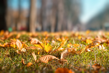 Autumn landscape. A sunny day in the park. Yellow leaves on the ground. Selective focus.