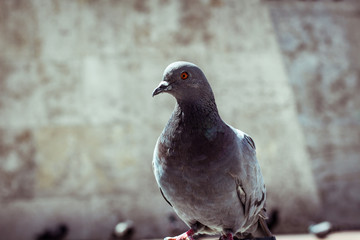 pigeon