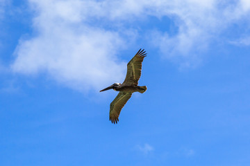 Obraz premium A Pelican in Flight